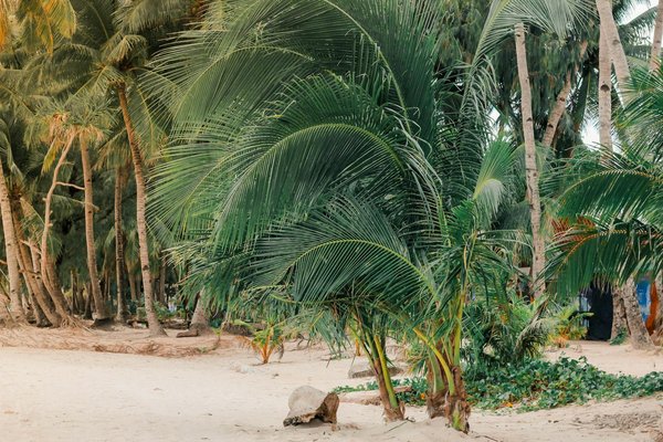Meilleures Chances De Machines à Sous