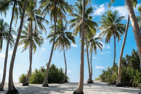 Jeu De Belote Gratuits En Ligne Contre L Ordinateur