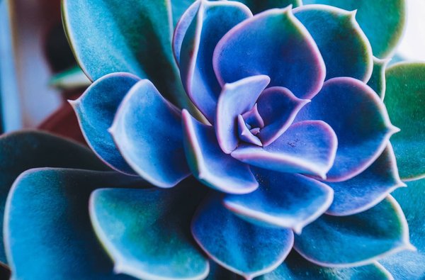 Quelle croisière offre des séances d'apprentissage sur la culture des perles en mer de Chine méridionale?